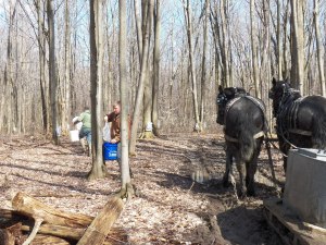 The horses help gather sap by voice command
