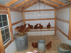 Our hens and Mr. Tom